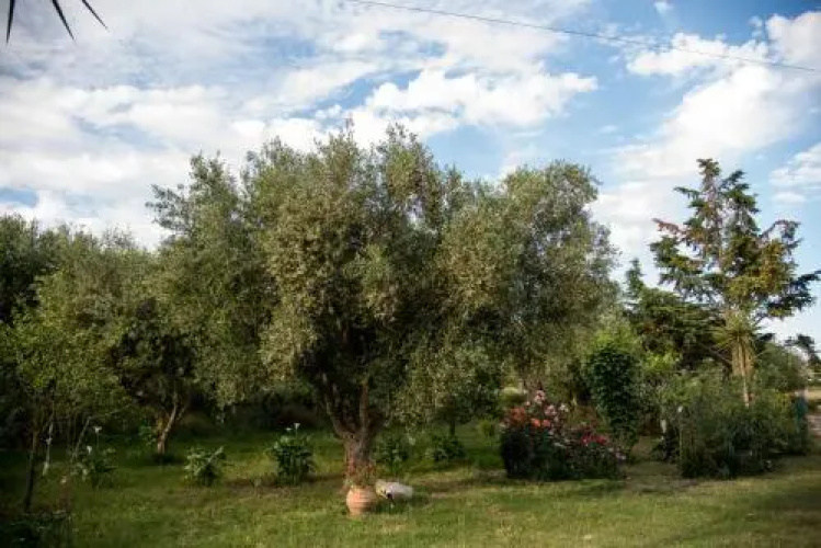 Villa Romano