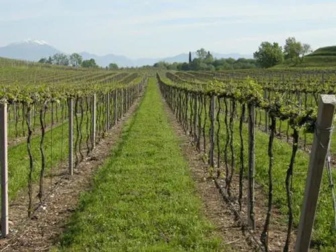 I Vigneti Bed & Breakfast