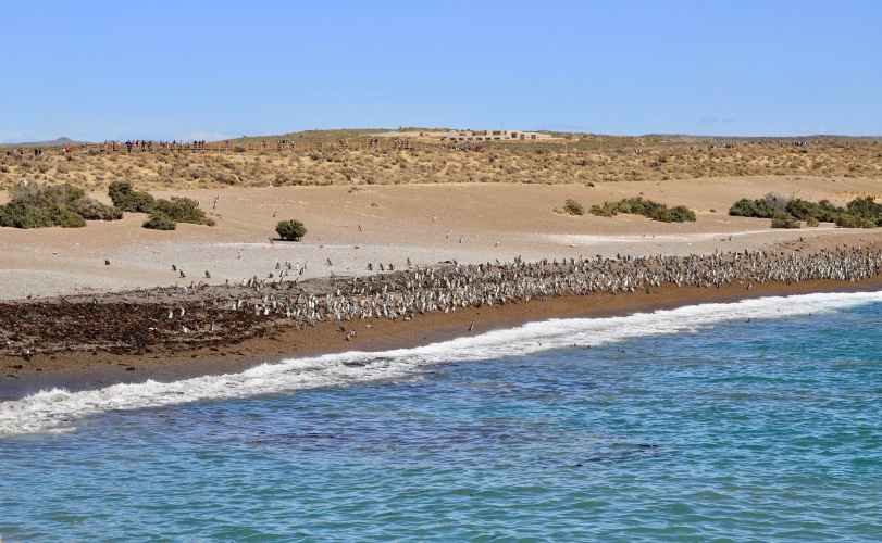 Australis Yenehue photo 34