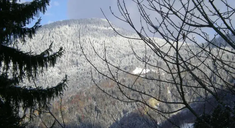 Le Chamois