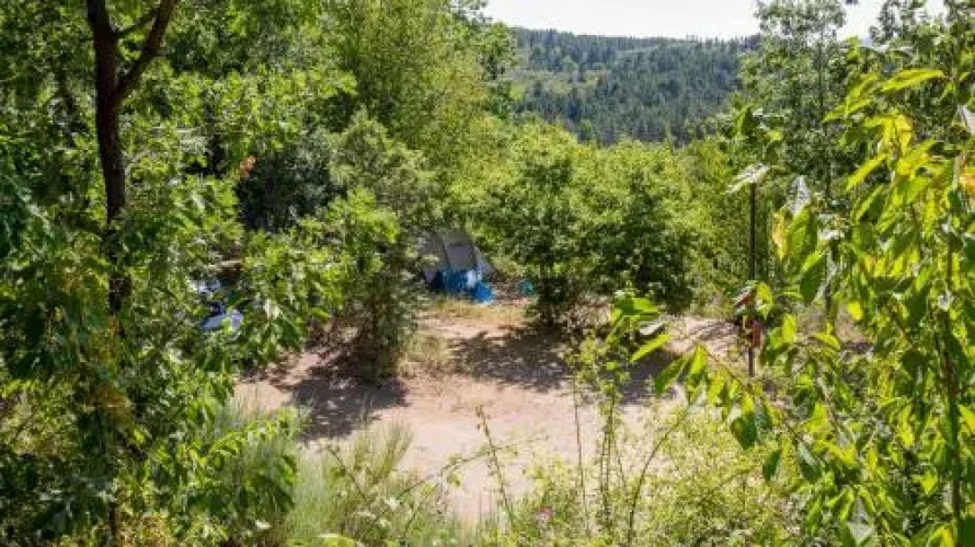 Cepo Verde