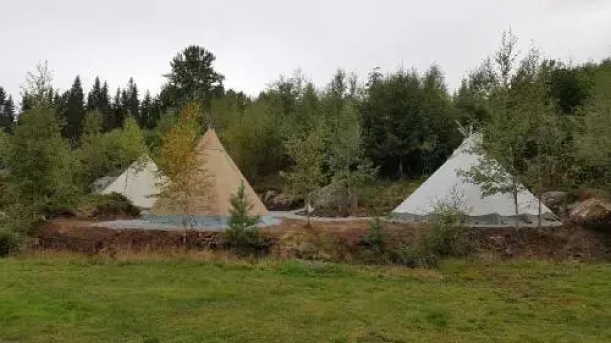 Bjørkeskogen