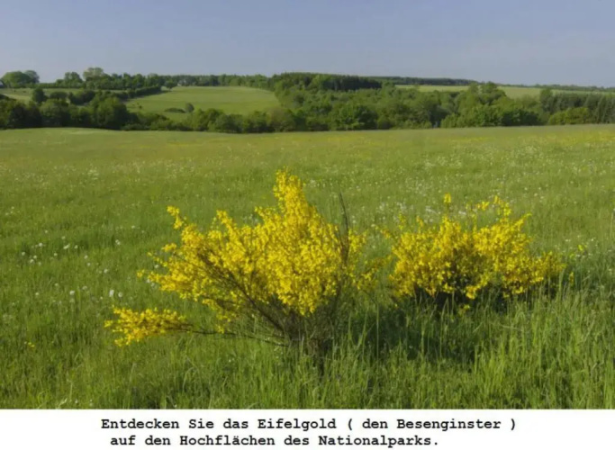 Ferienwohnung Gross A