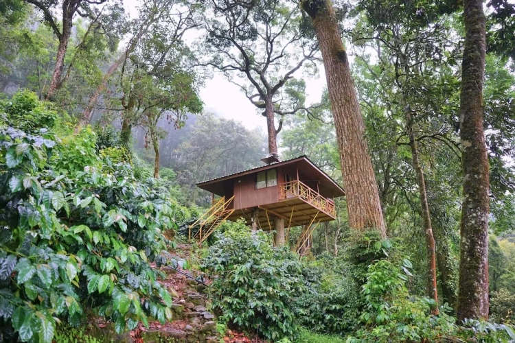 Deluxe Cottage