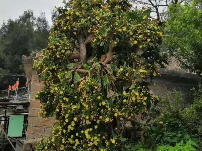 Xianlai'ao Hostel