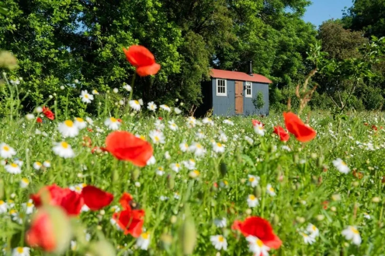 1 Bedroom Chalet