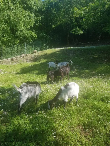 Agriturismo scannaporco