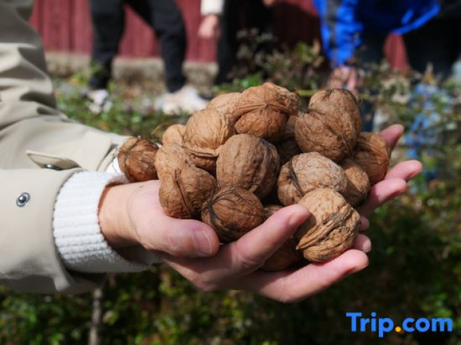 Walnut Tree Soup Spring Homestay