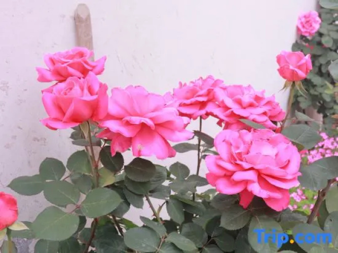 Yongkang Courtyard Boutique Hotel