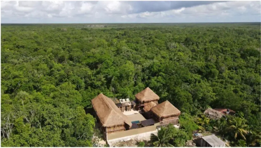 Jungla y Estrellas