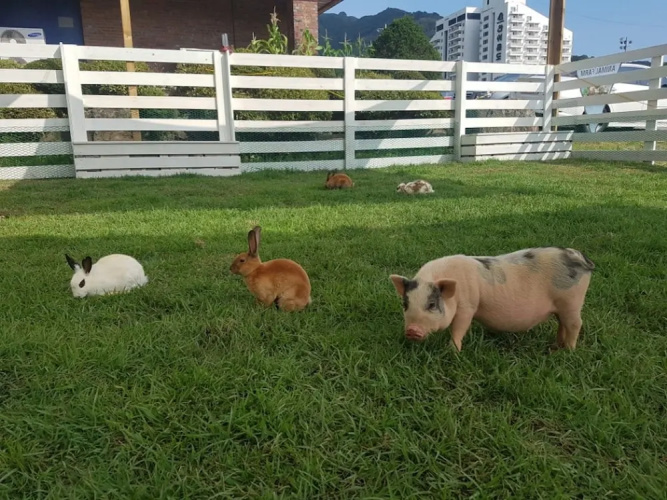 Bears Town Resort
