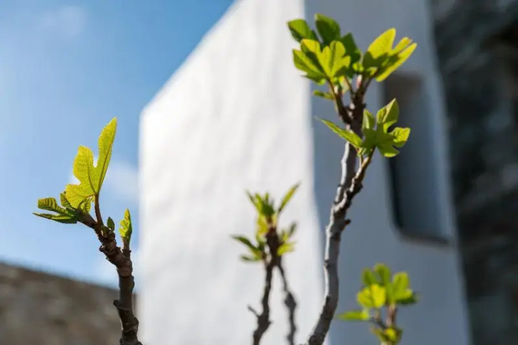 Acron Villas Paros