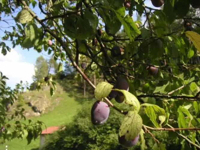 Landurlaub Thiem