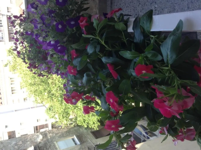 1 Bedroom Apartment with balcony