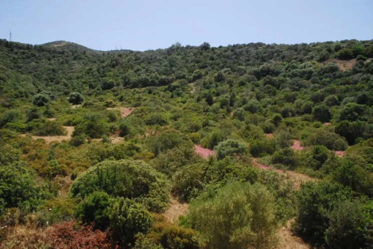 I Ginepri