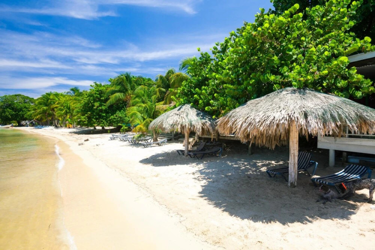 Green Bamboo Cabana