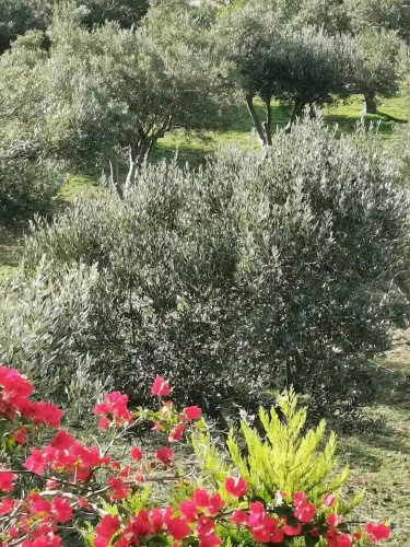 Elysian Villas Ios