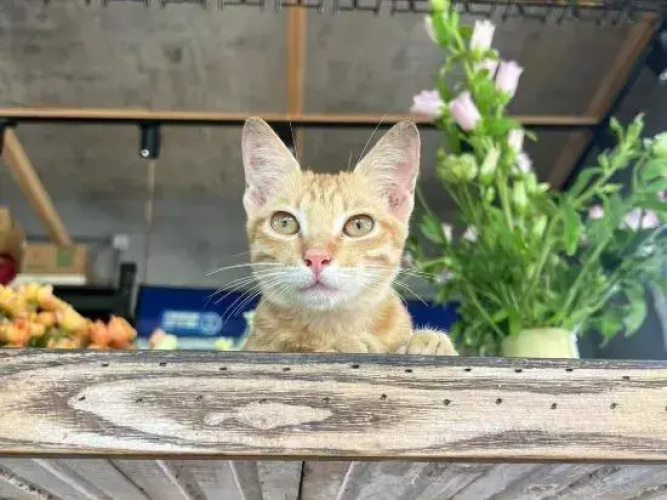 GAR'S Cat Nest Homestay