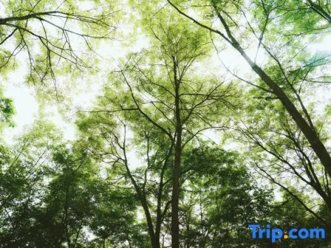 Qiongqia Firefly Forest Camping Hotel