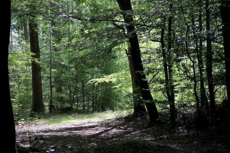 Dancamps Hampen