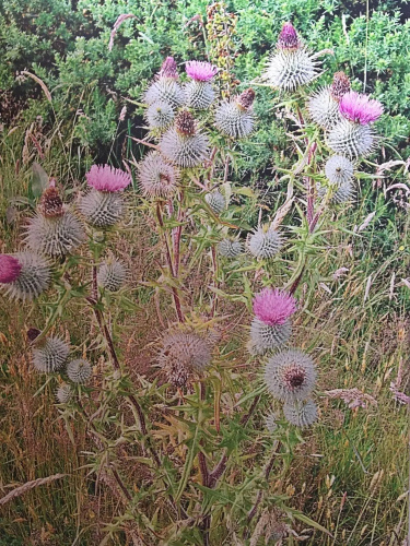 Scottish Highlander Guesthouse