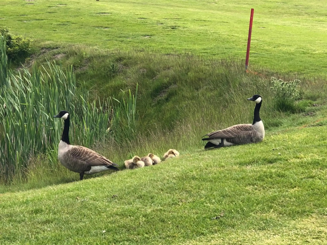 Trekvogels Hörn