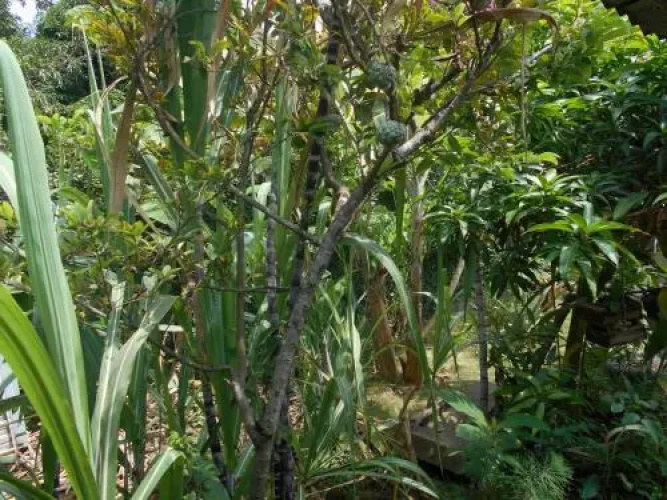 Chez le Naturaliste