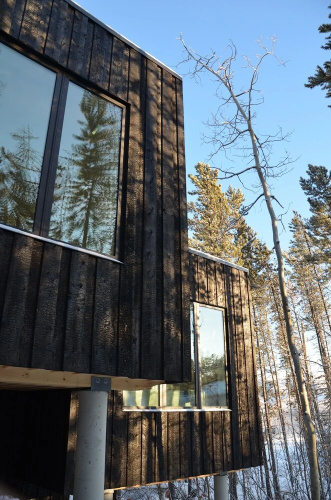 Yukon Black Spruce