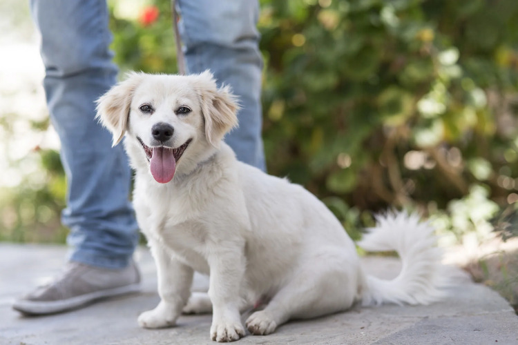 A Hotel Mykonos Over view