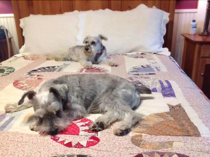 The Feathered Star B&B