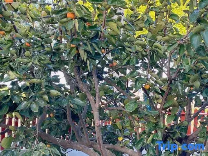 Yingzhouxiaoyuan