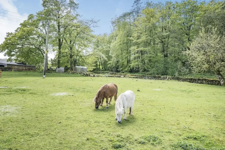 Christine's Stable