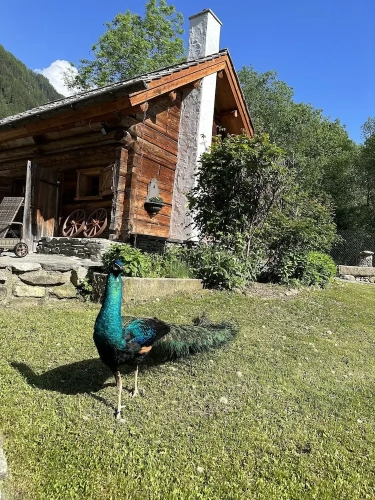 Cottage