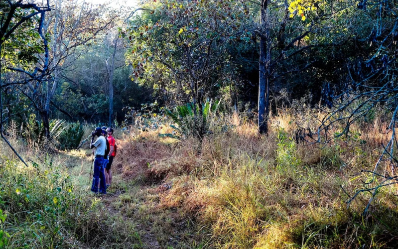 Modjadji Camp