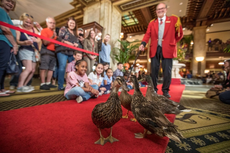 The Peabody Memphis photo 26