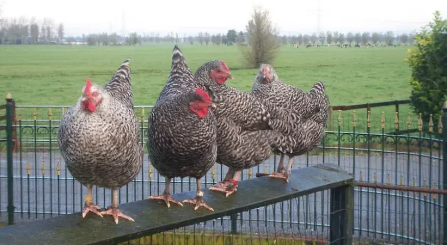 B&B De Peperhoeve