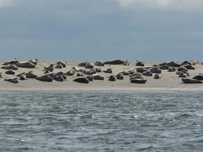 Fanø bad Ferielejligheder
