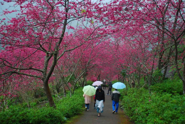 Qingshan Homestay