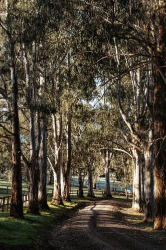 Kangaroo Manor