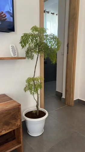 Cdm Villas