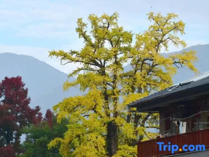 Hangzhou Linan Old Maple Tree Valley-view Hostel