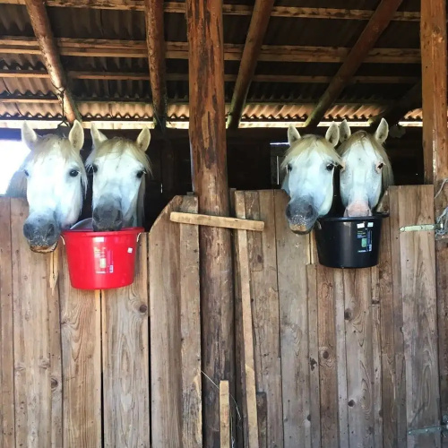 Ranch Terra