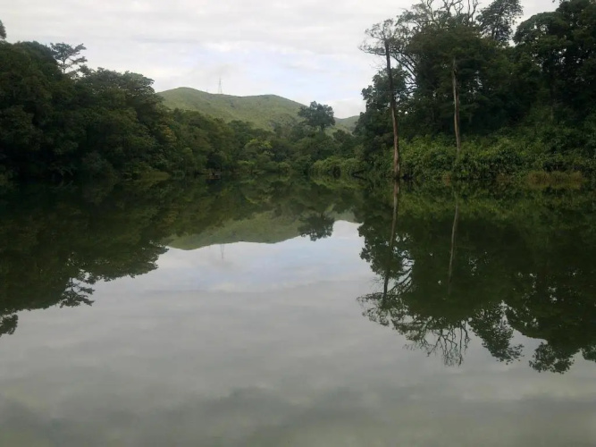 Periyar Woods