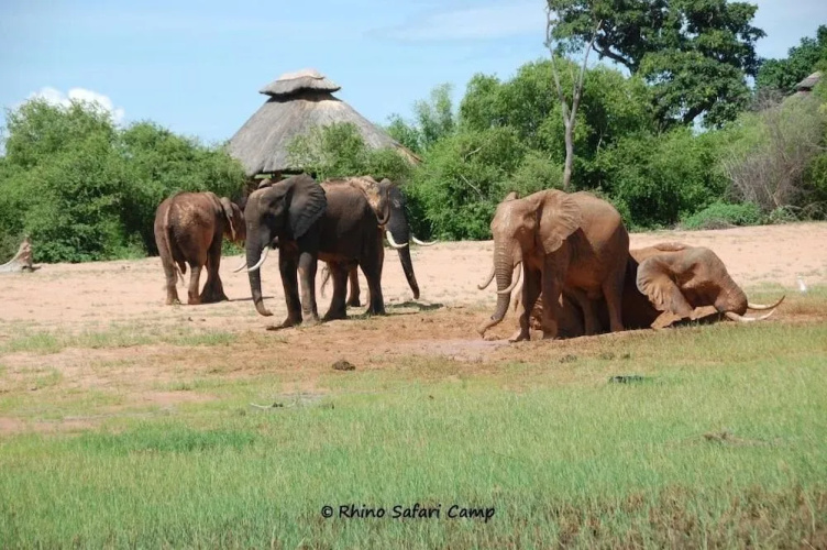 Rhino Safari Camp