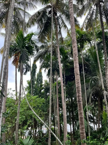Dandeli River Nest