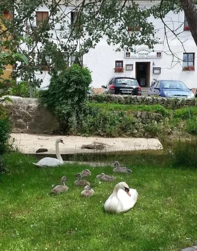 Zum Weißen Rössl