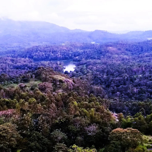 Munnar Jungle Camp