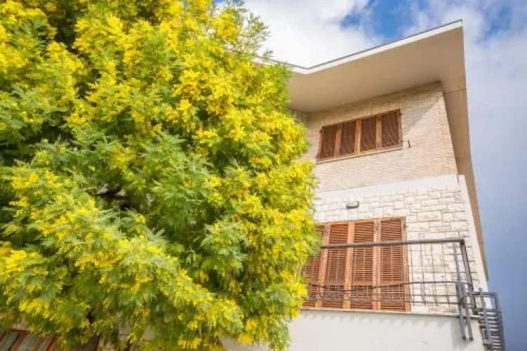 La Mimosa