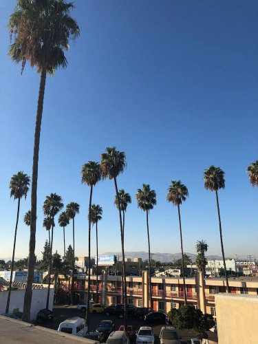 Palm Tree Inn