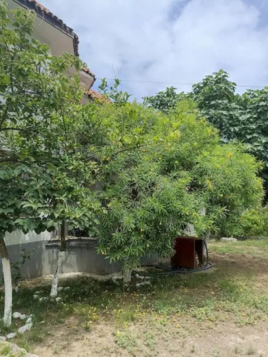 Denize 10 dk, ağaçlar içerisinde muhteşem villa